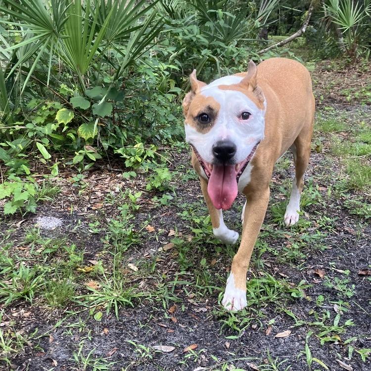 Enlarge Zeus, a Adoptable Mixed Breed in Seminole, FL image 3/6
