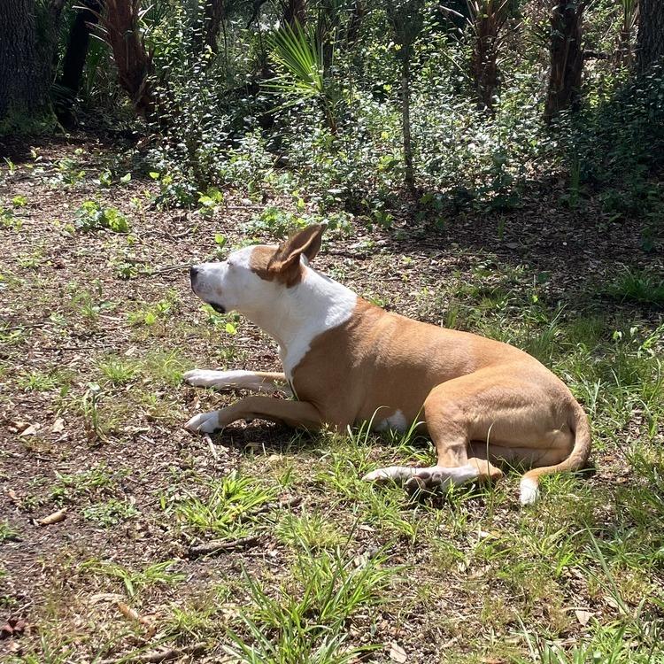 Enlarge Zeus, a Adoptable Mixed Breed in Seminole, FL image 4/6