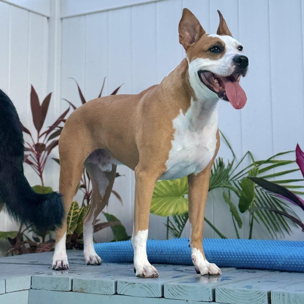 Enlarge Zeus, a Adoptable Mixed Breed in Seminole, FL image 2/6