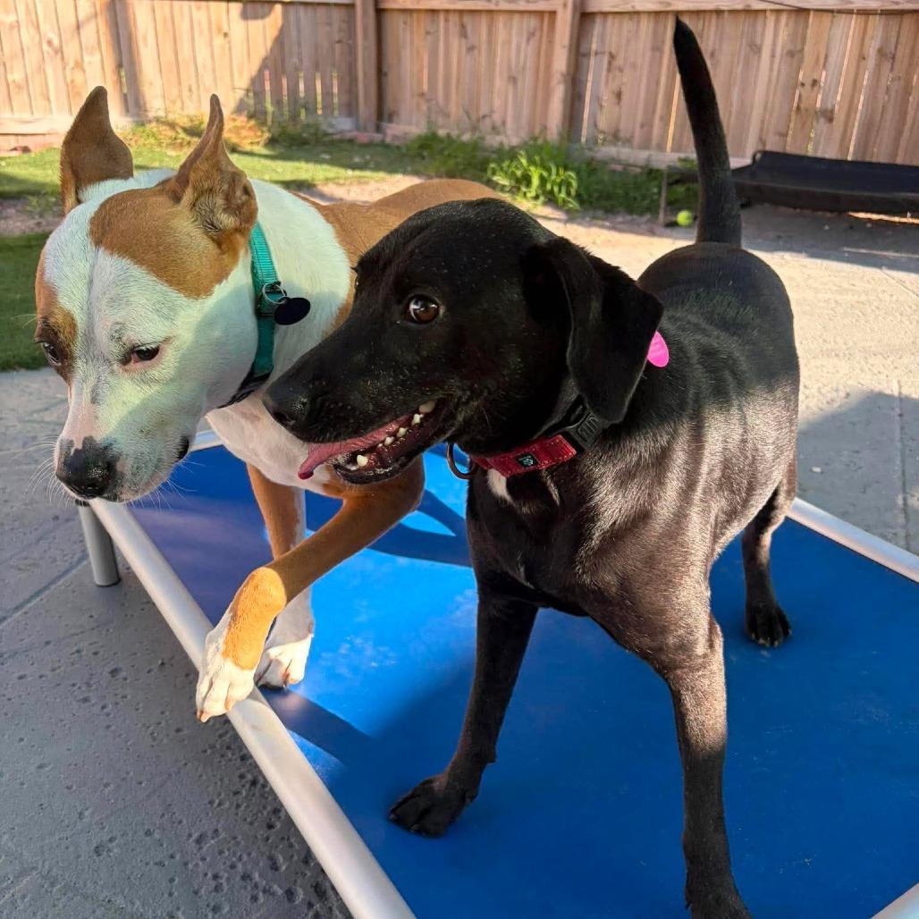 Enlarge Zeus, a Adoptable Mixed Breed in Seminole, FL image 4/5