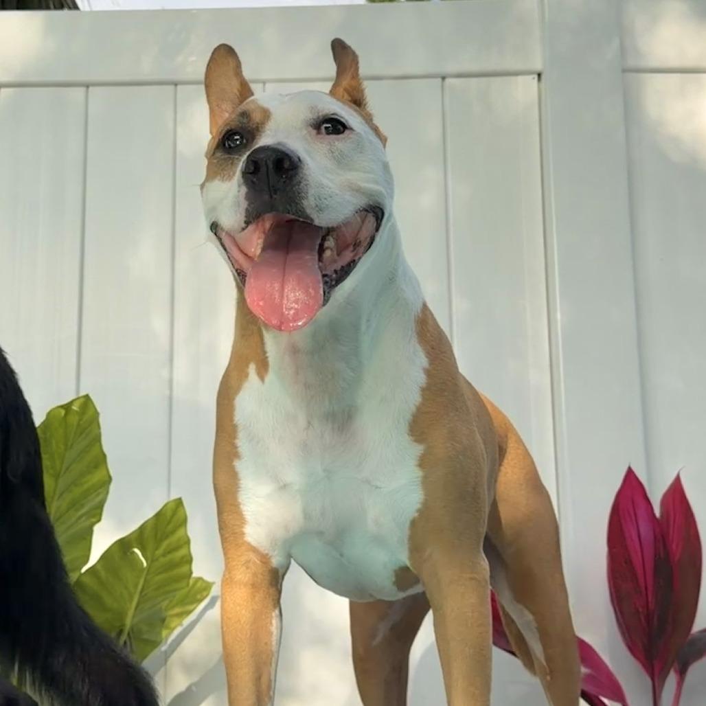 Enlarge Zeus, a Adoptable Mixed Breed in Seminole, FL image 3/6