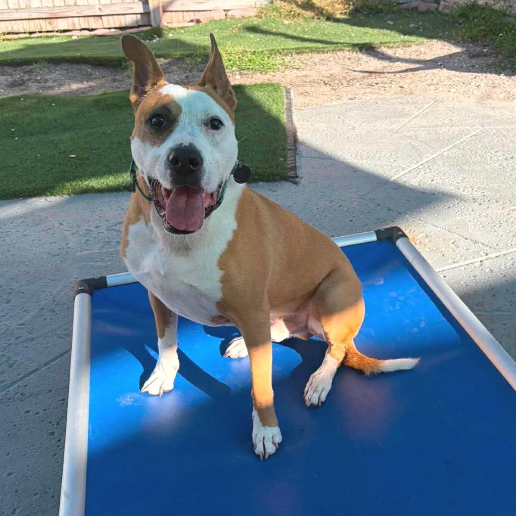 Enlarge Zeus, a Adoptable Mixed Breed in Seminole, FL image 5/5