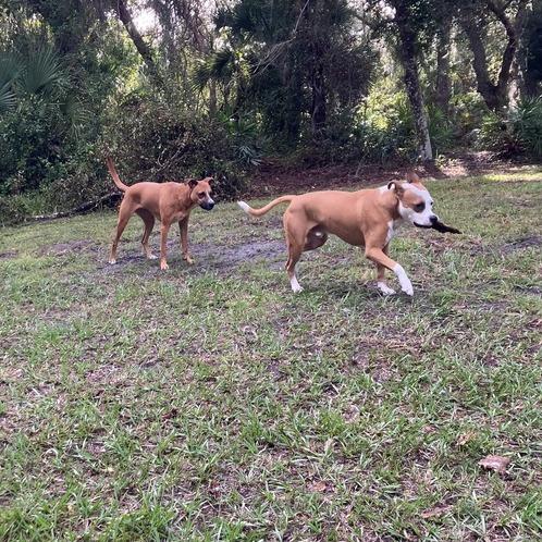 Enlarge Zeus, a Adoptable Mixed Breed in Seminole, FL image 5/6