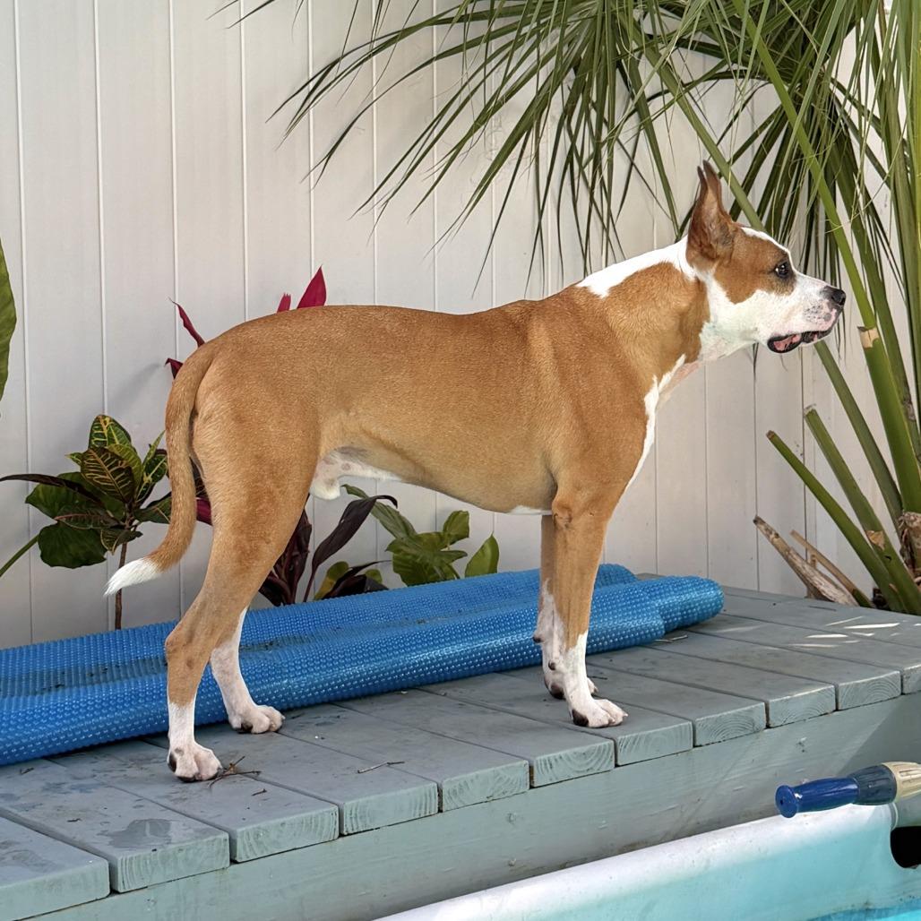 Enlarge Zeus, a Adoptable Mixed Breed in Seminole, FL image 4/6
