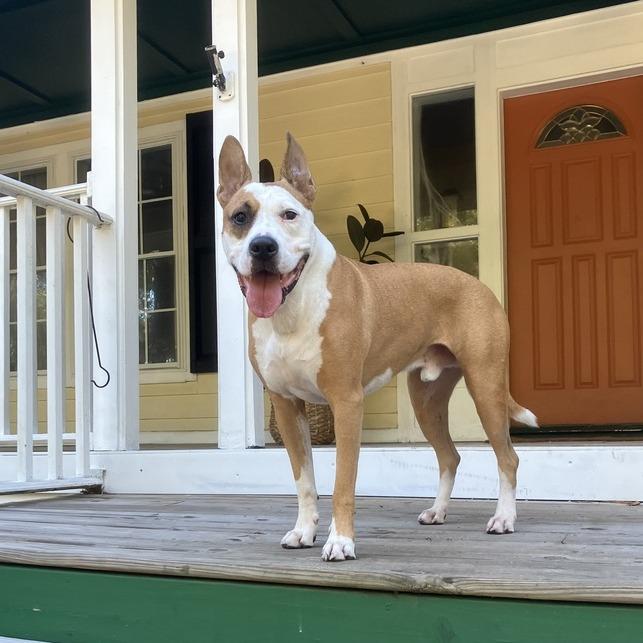 Zeus, a Adoptable Mixed Breed in Seminole, FL image 5/6