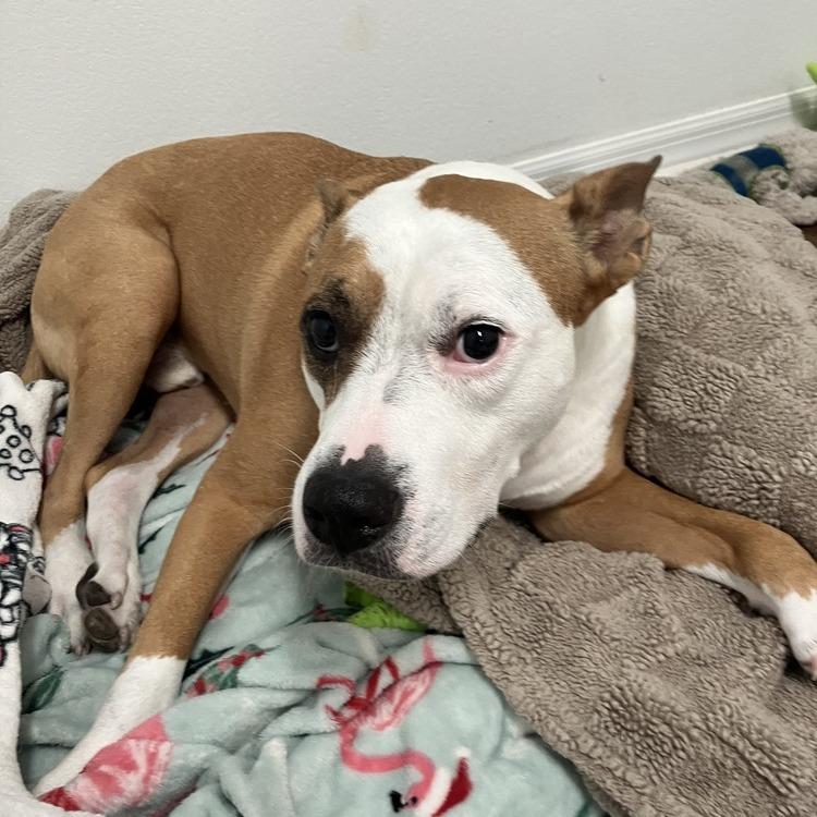Enlarge Zeus, a Adoptable Mixed Breed in Seminole, FL image 6/6