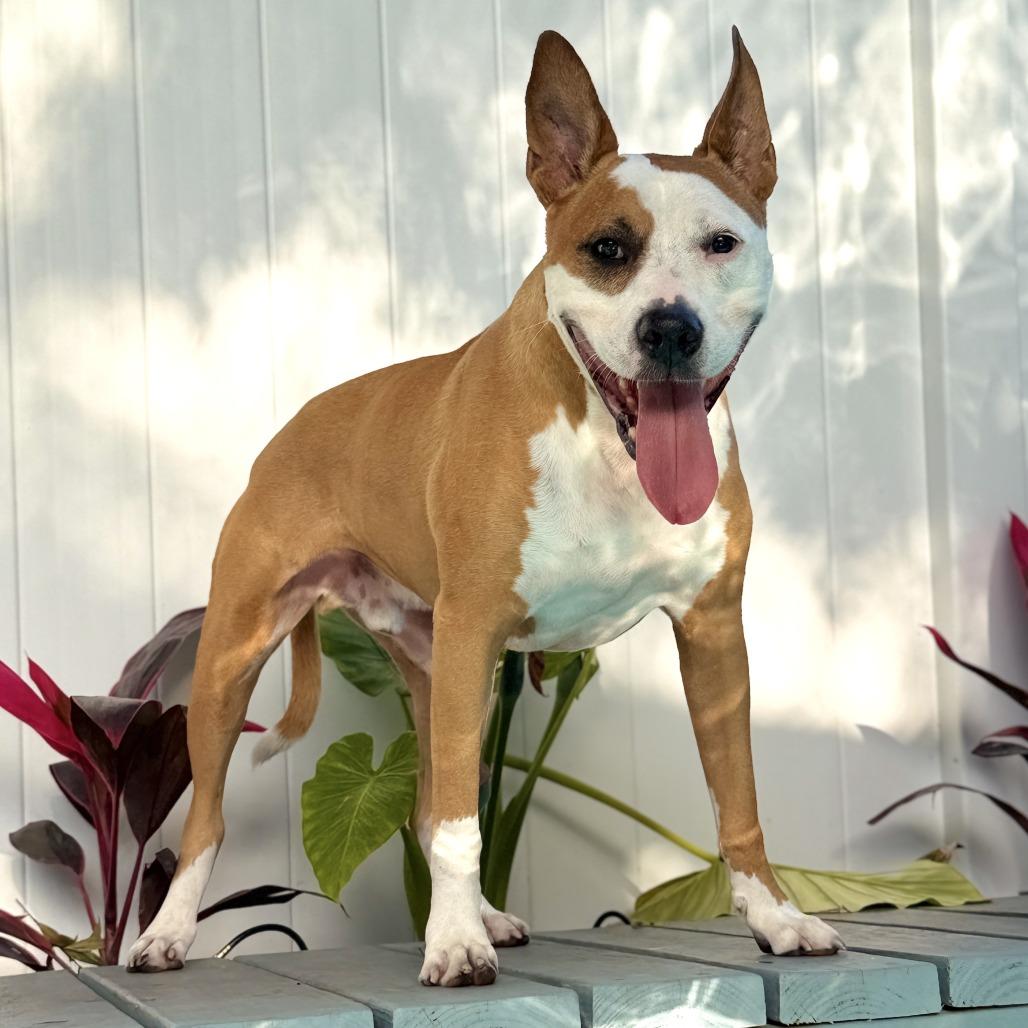 Enlarge Zeus, a Adoptable Mixed Breed in Seminole, FL image 6/6