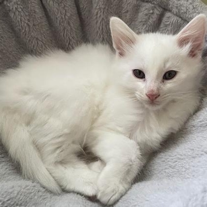 Enlarge Samo, a ADOPTABLE Domestic Medium Hair in Ottawa, ON image 3/4