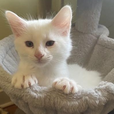 Enlarge Samo, a ADOPTABLE Domestic Medium Hair in Ottawa, ON image 2/4