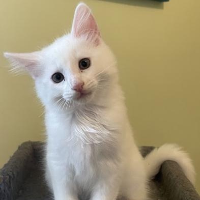 Enlarge Samo, a ADOPTABLE Domestic Medium Hair in Ottawa, ON image 1/4