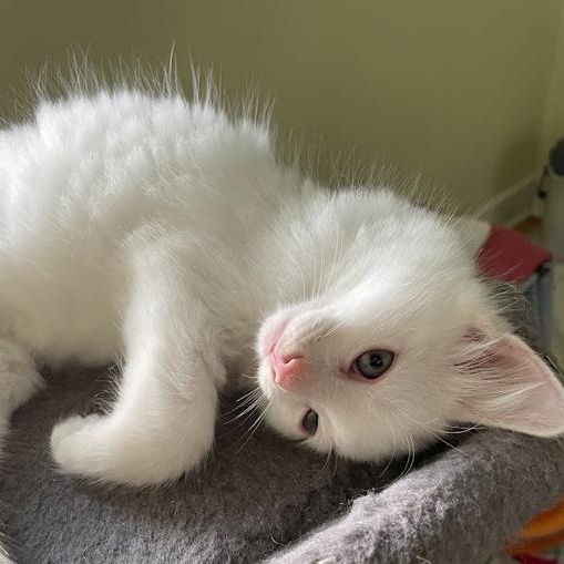 Enlarge Samo, a ADOPTABLE Domestic Medium Hair in Ottawa, ON image 4/4