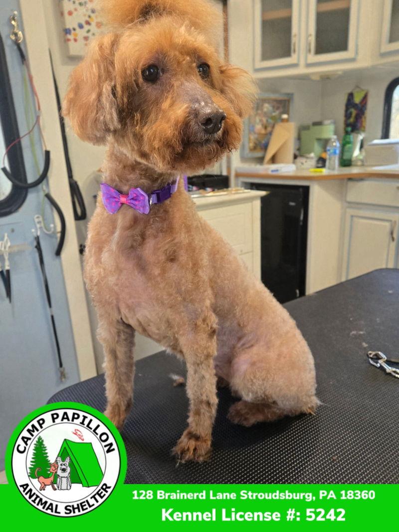 Hot Honey, Adopted, Young Female Poodle.