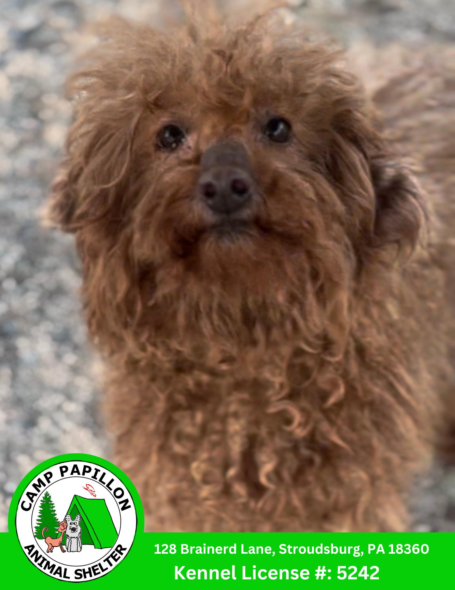 Enlarge Hot Honey, a Adopted Poodle in Stroudsburg, PA image 2/2