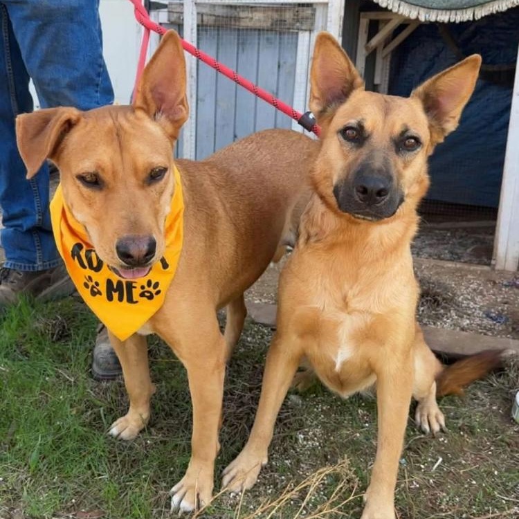 Enlarge Katy, a Adopted mixed breed in Arvada, CO image 3/6