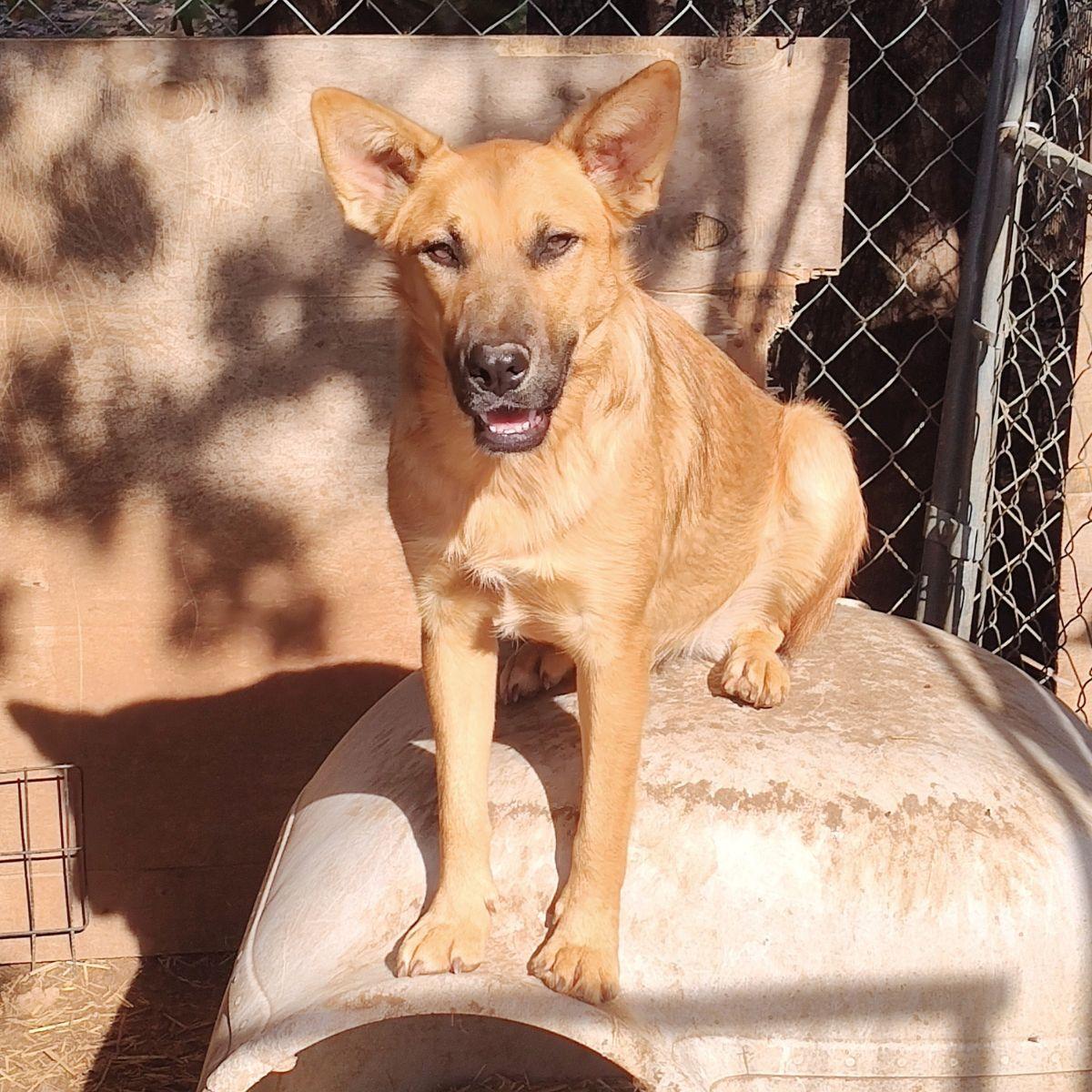 Enlarge Katy, a Adopted mixed breed in Arvada, CO image 5/6