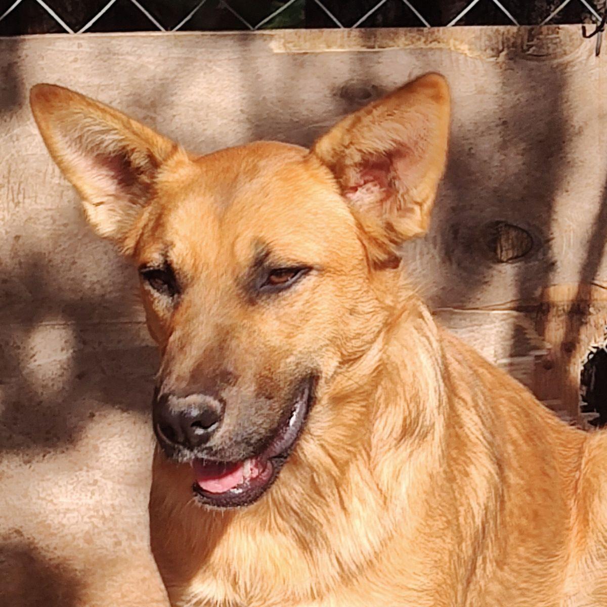 Enlarge Katy, a Adopted mixed breed in Arvada, CO image 2/6