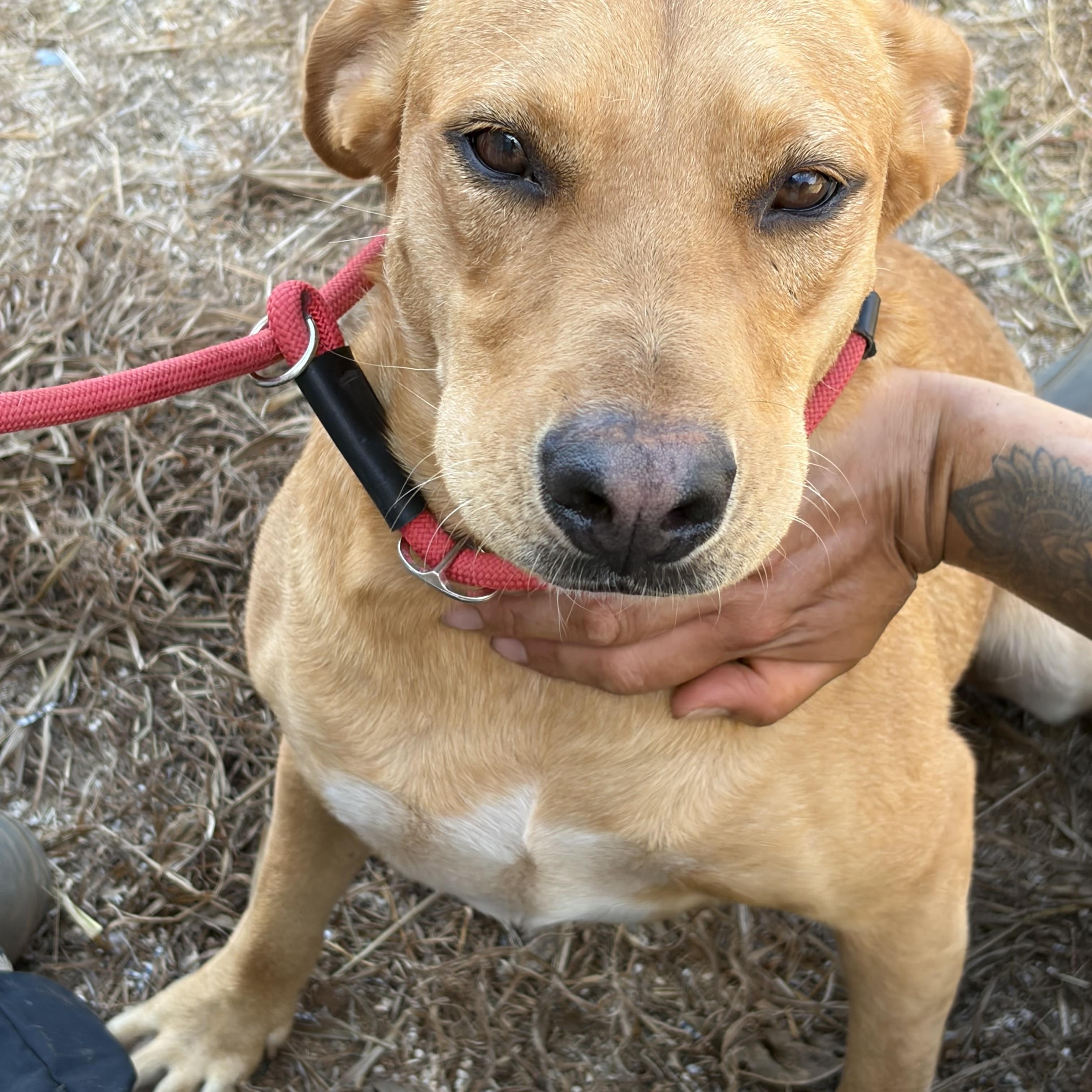 Enlarge Katy, a Adopted mixed breed in Arvada, CO image 6/6