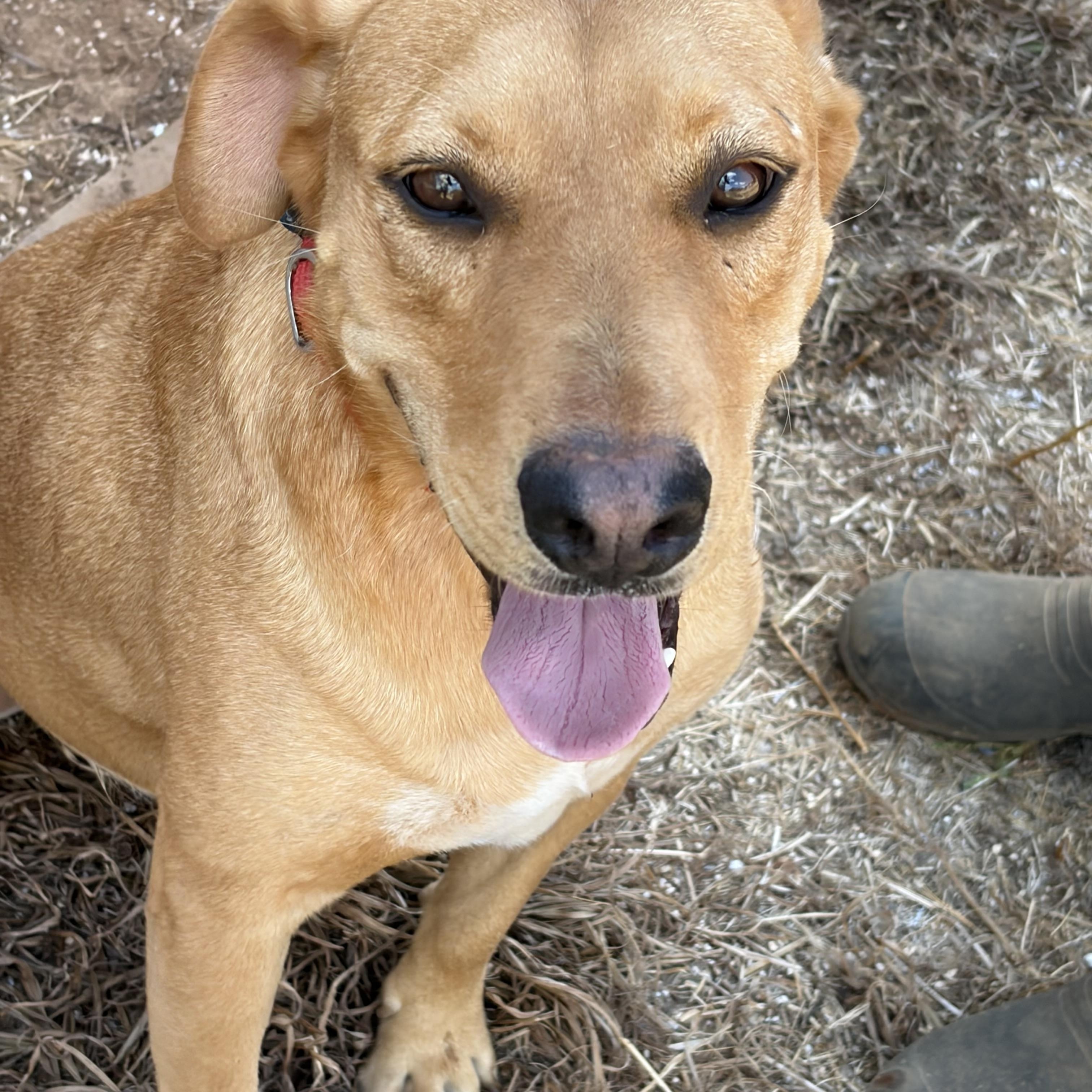 Enlarge Katy, a Adopted mixed breed in Arvada, CO image 1/6