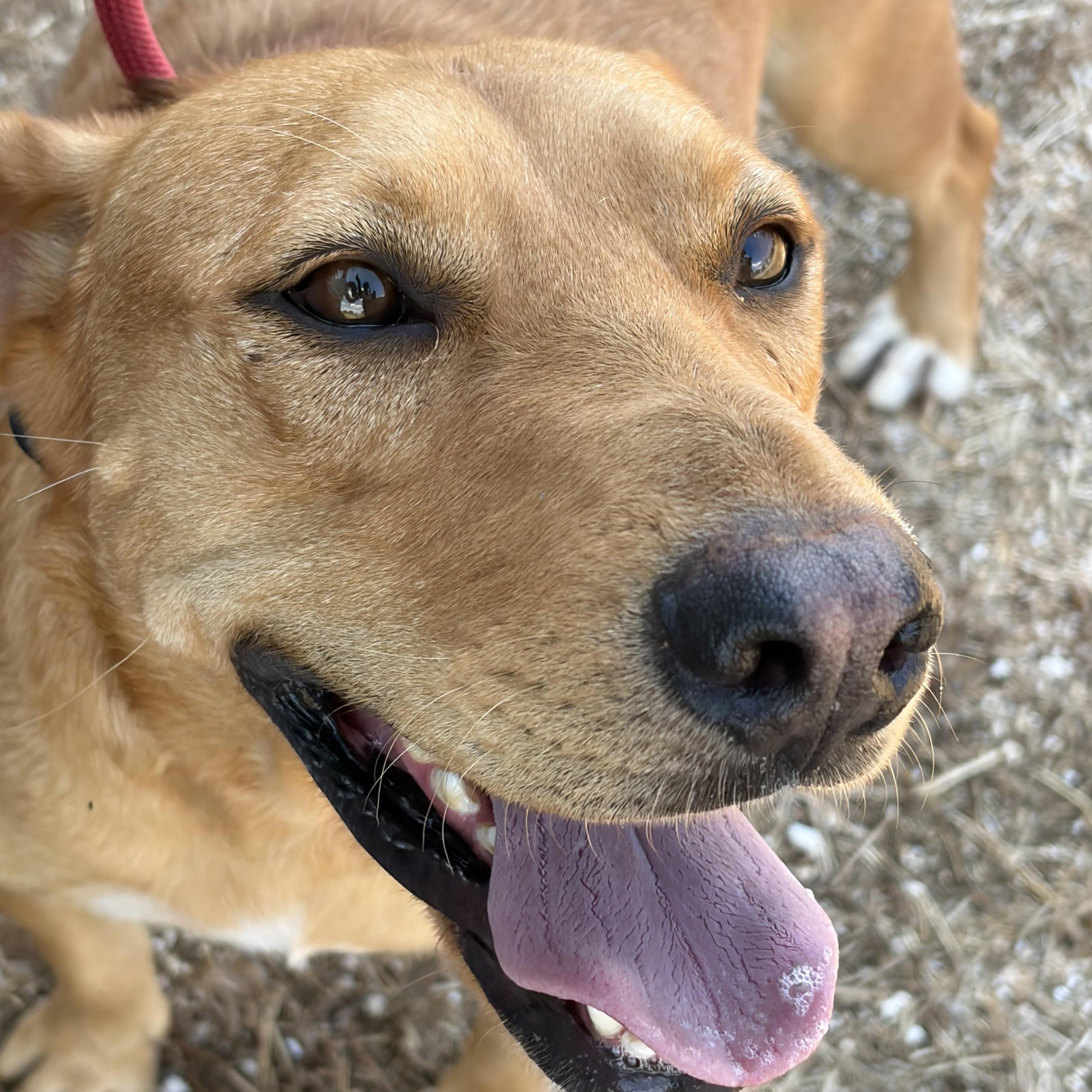 Enlarge Katy, a Adopted mixed breed in Arvada, CO image 4/6