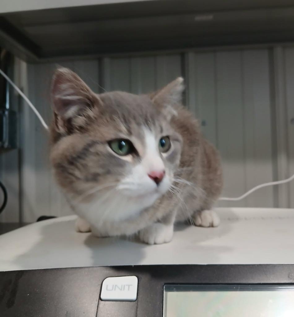 Enlarge Oatmeal, a Adopted mixed breed in Medford, WI image 1/1