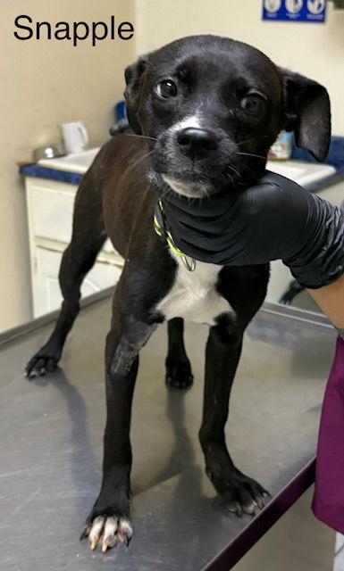 Enlarge Snapple, a Adoptable mixed breed in Los Angeles, CA image 1/2