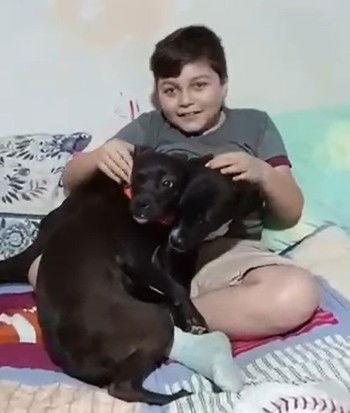 Enlarge Snapple, a Adoptable mixed breed in Los Angeles, CA image 2/2