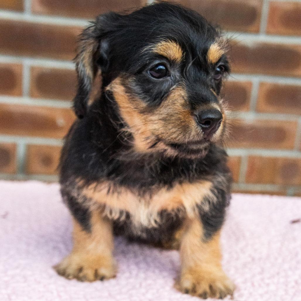 Peeps, Adoptable, Puppy Female Terrier & Poodle.