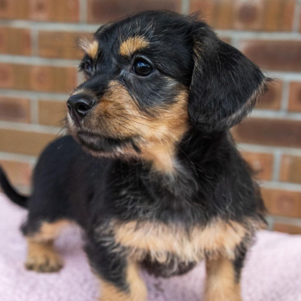 Enlarge Peeps, a Adoptable mixed breed in TITUSVILLE, FL image 2/3