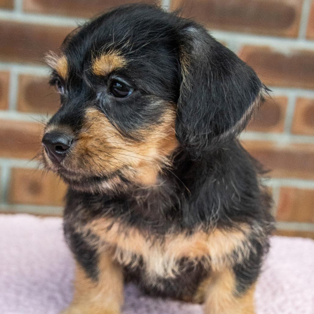 Enlarge Peeps, a Adoptable mixed breed in TITUSVILLE, FL image 3/3