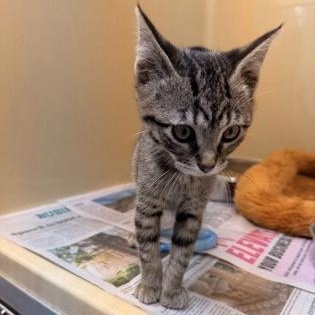 Enlarge Chips, an adopted Domestic Short Hair in Converse, TX image 1/1