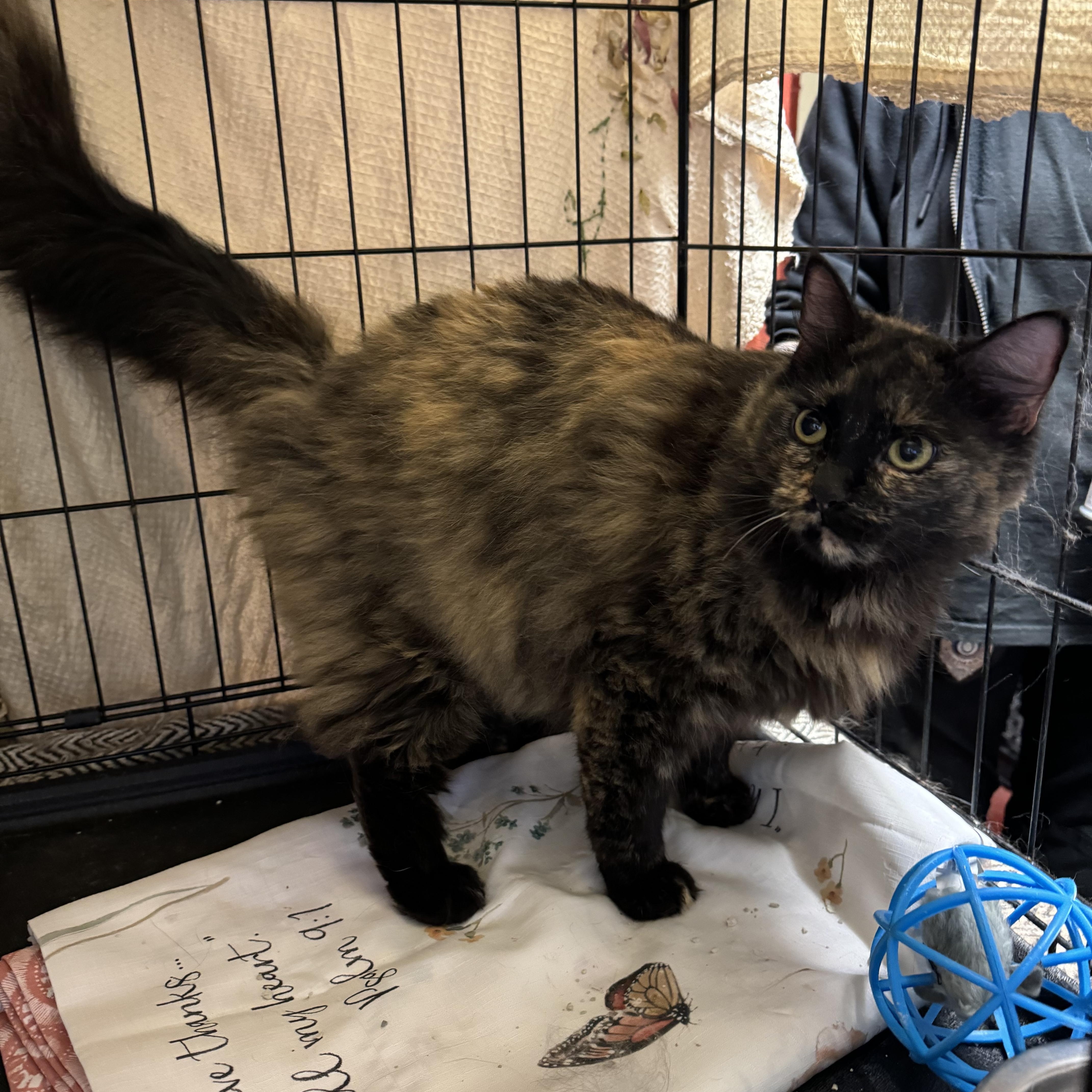 Enlarge Poppy, a Adopted mixed breed in Willimantic, CT image 1/4