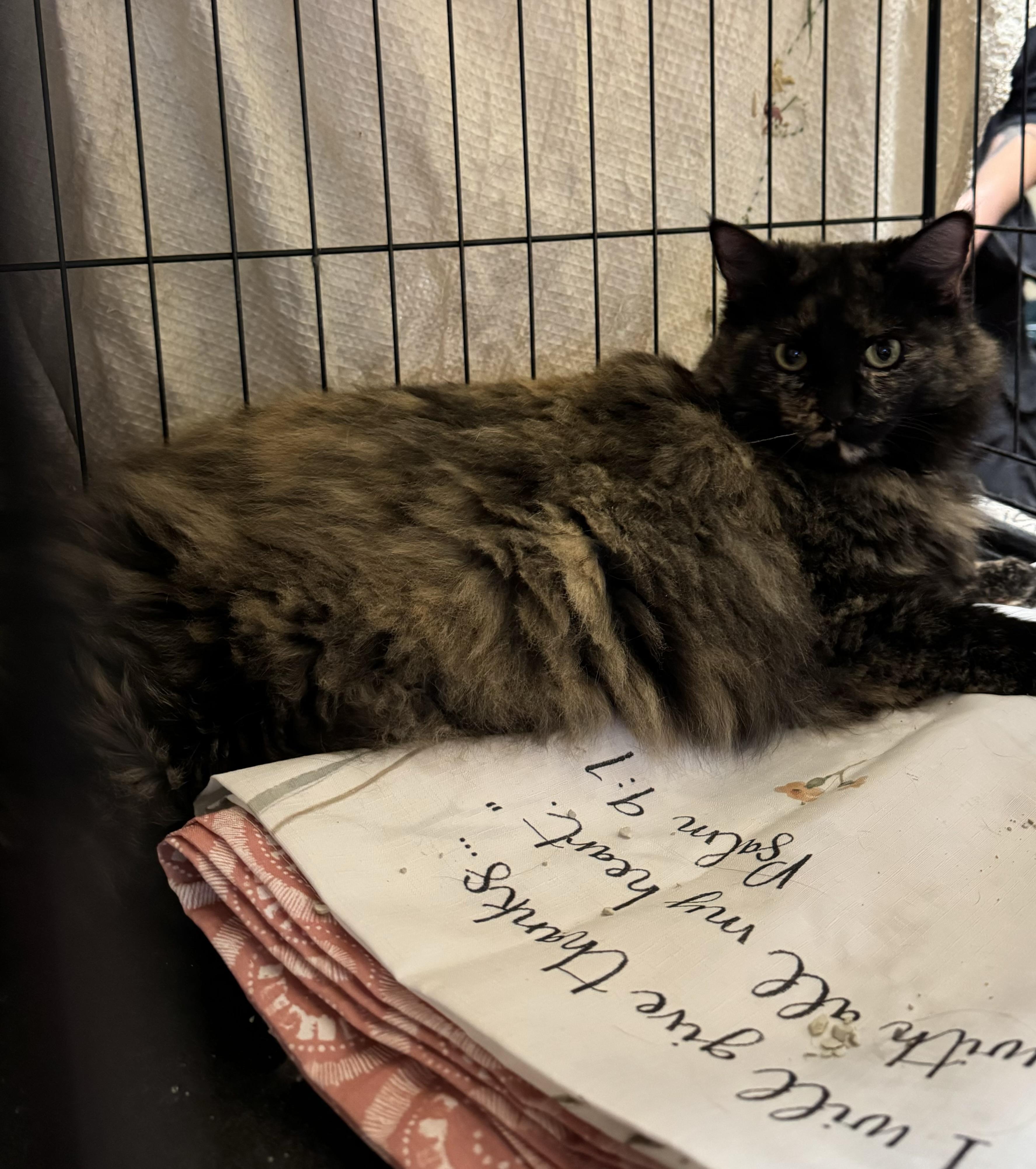 Enlarge Poppy, a Adopted mixed breed in Willimantic, CT image 4/4