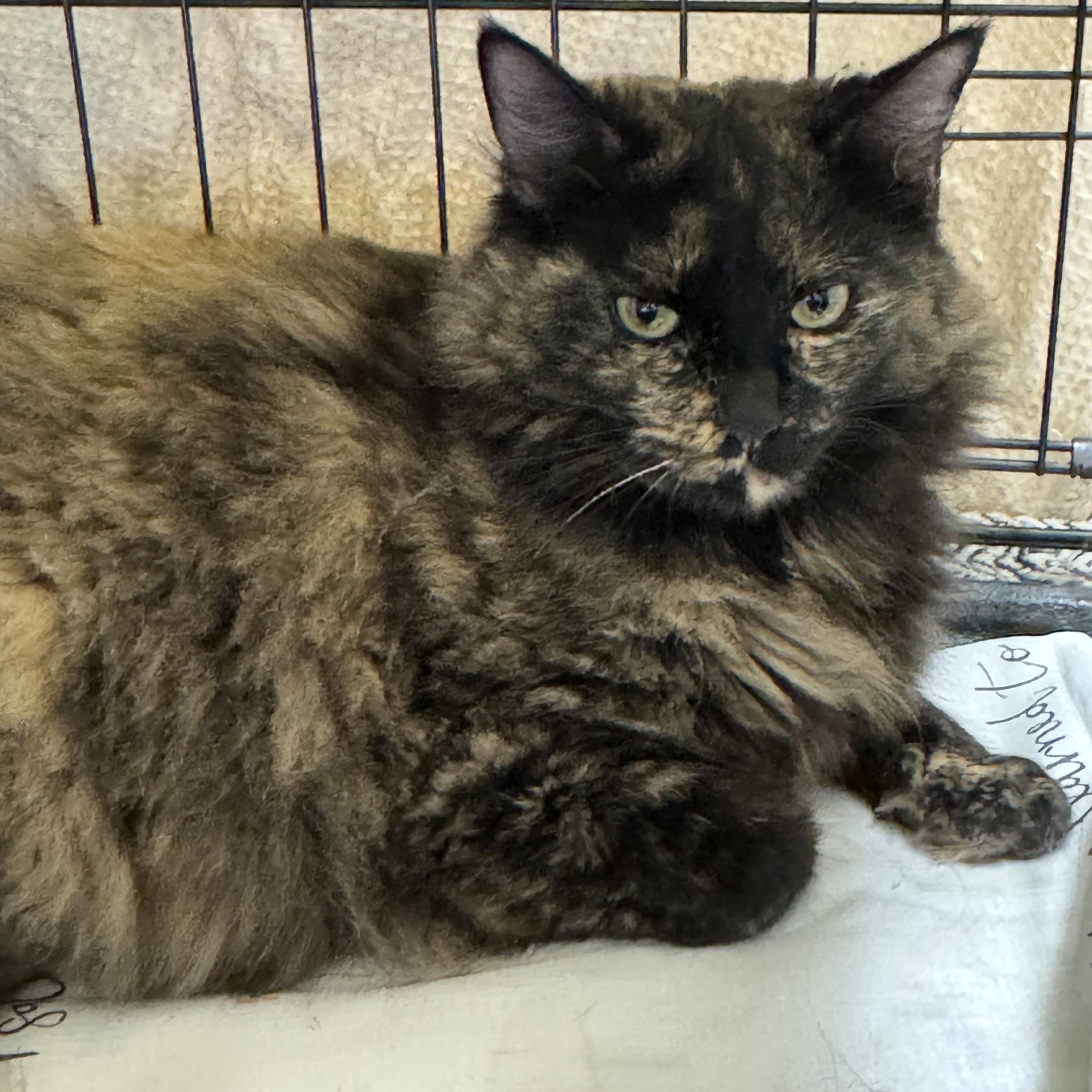 Enlarge Poppy, a Adopted mixed breed in Willimantic, CT image 3/4