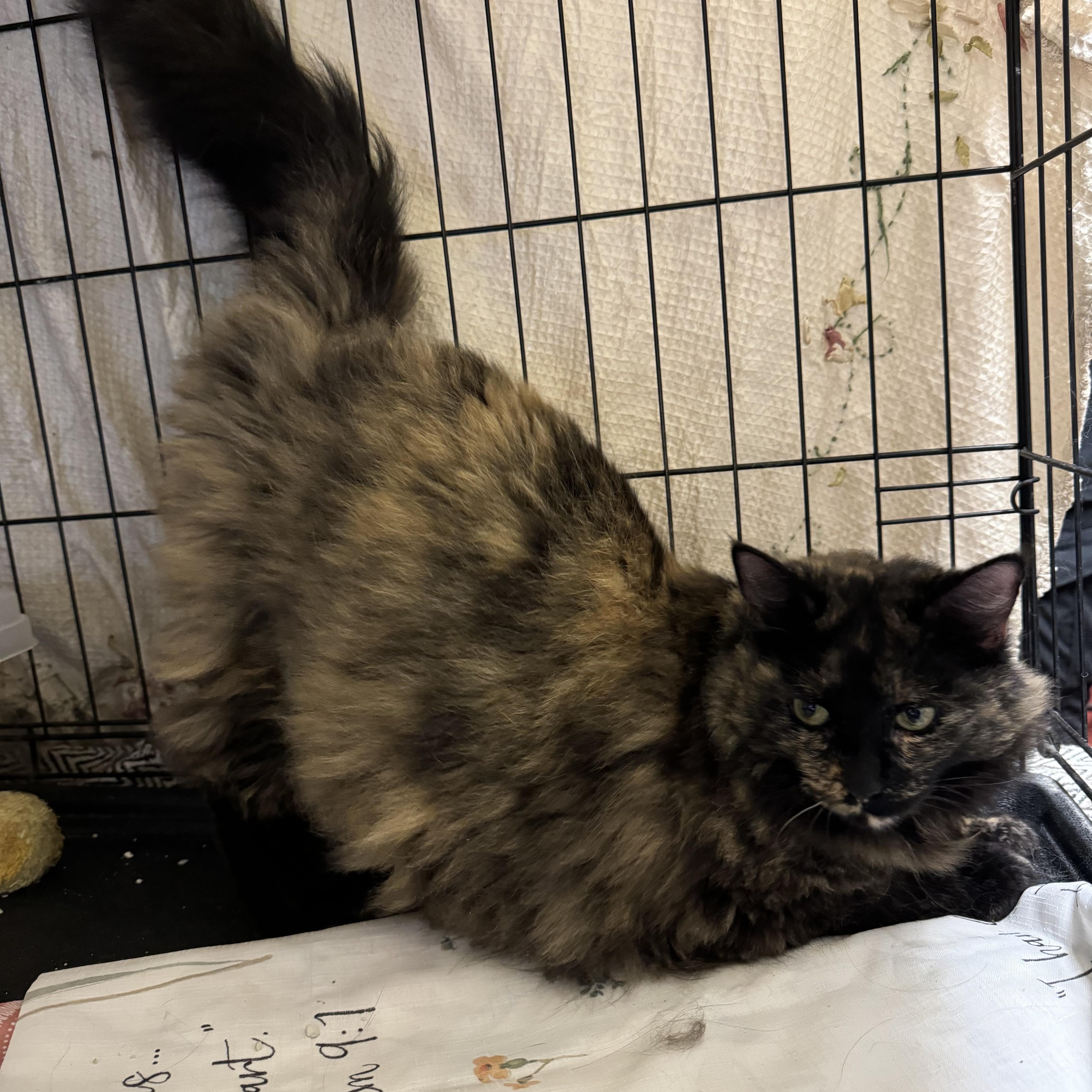 Enlarge Poppy, a Adopted mixed breed in Willimantic, CT image 2/4