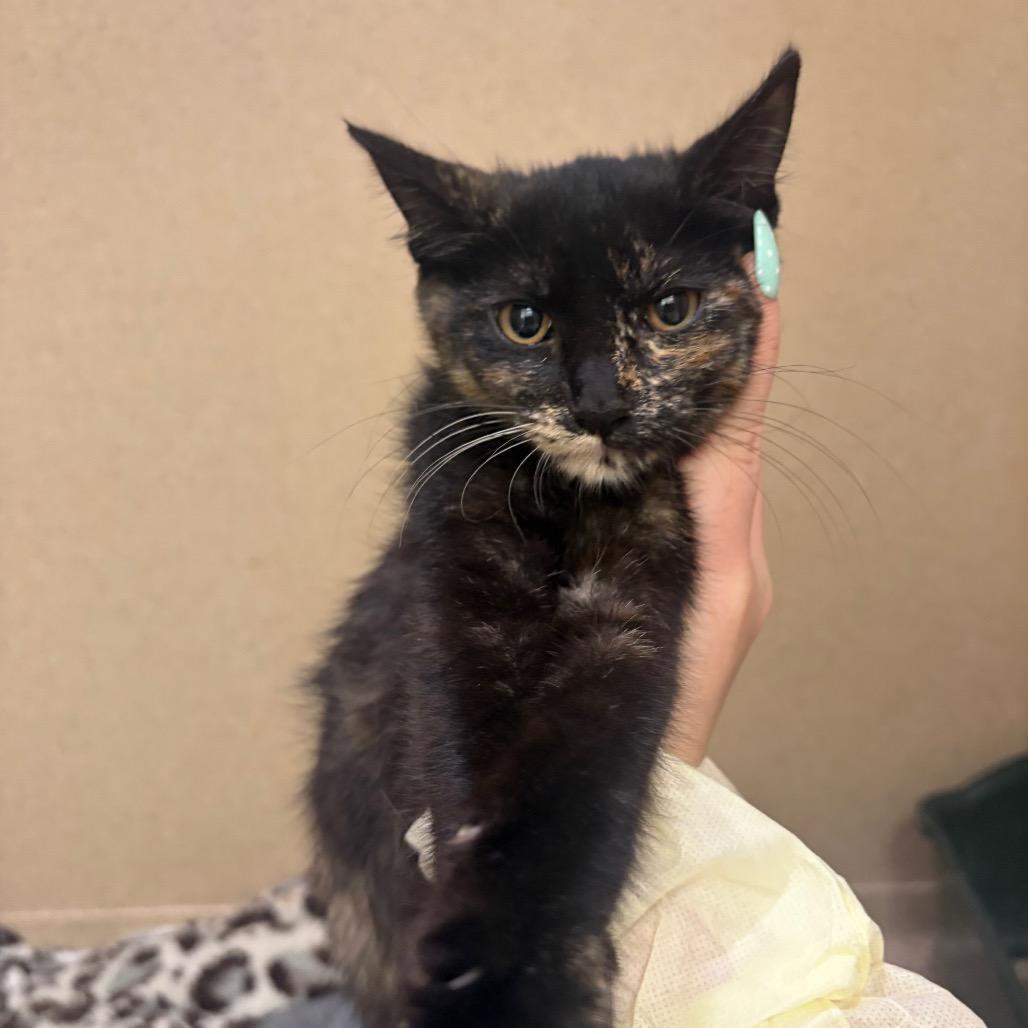Enlarge Wafer, a Adoptable Domestic Short Hair in Pekin, IL image 1/2