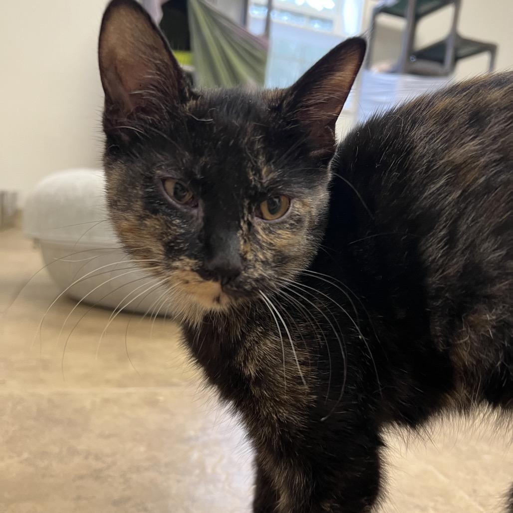 Enlarge Wafer, a Adoptable Domestic Short Hair in Pekin, IL image 2/2