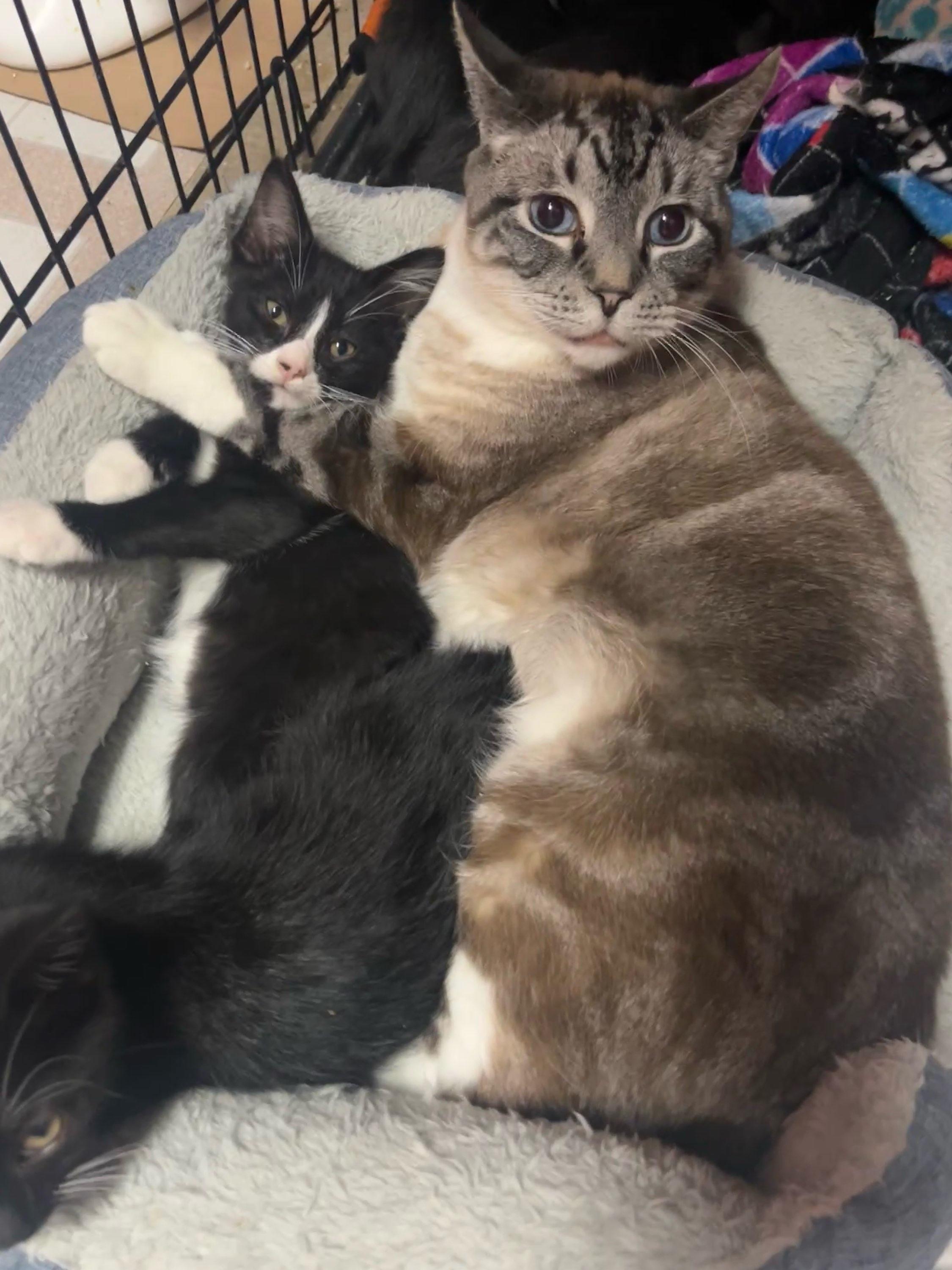 Enlarge Carlos, a Adoptable Domestic Short Hair in Huntley, IL image 2/2
