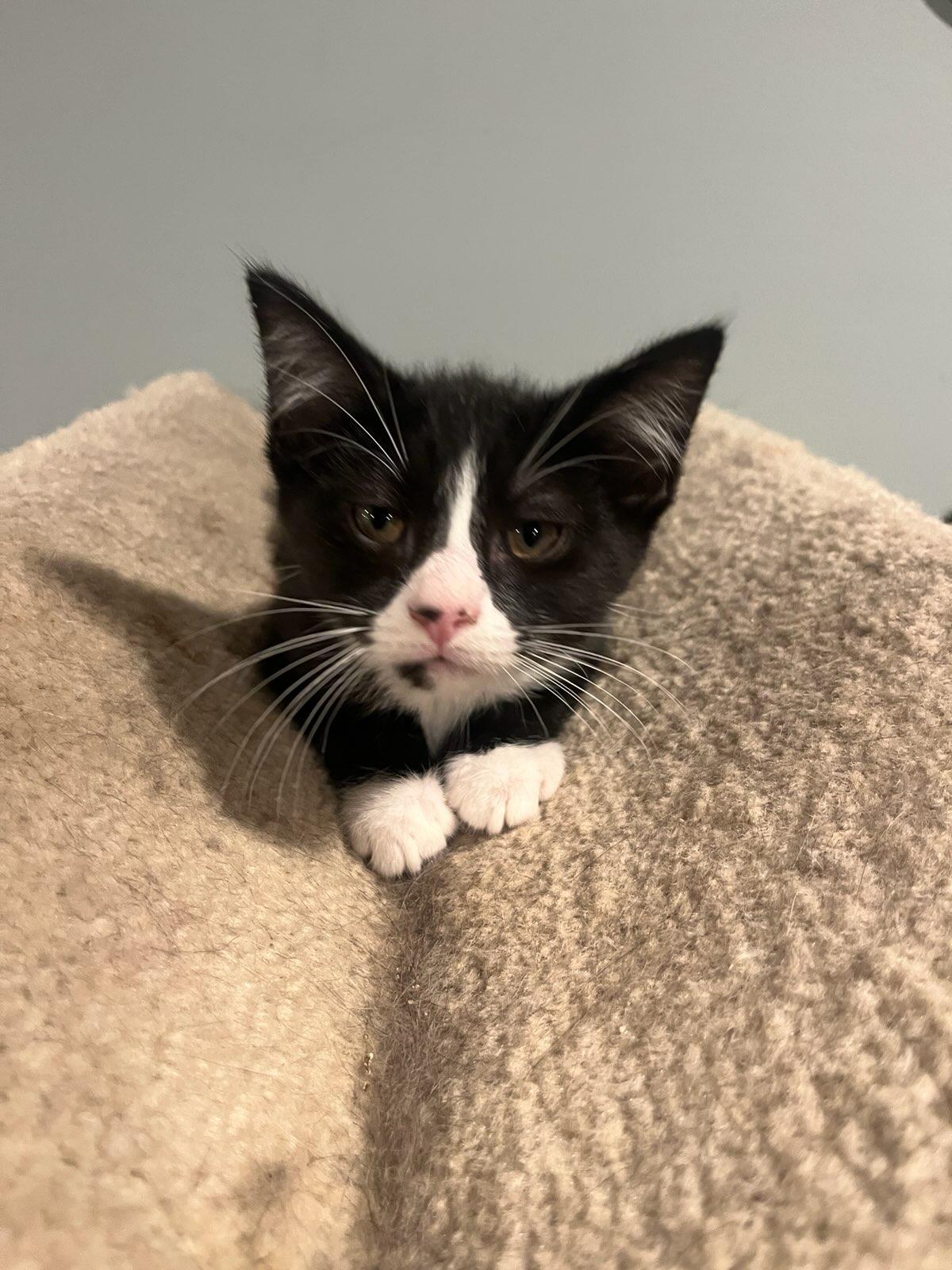 Carlos, Adoptable, Kitten Male Domestic Short Hair.