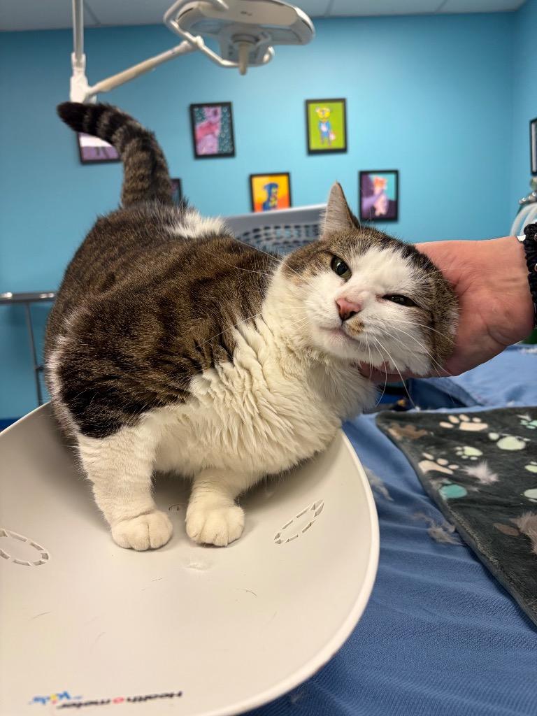 Keri, Adoptable, Adult Female Domestic Short Hair.