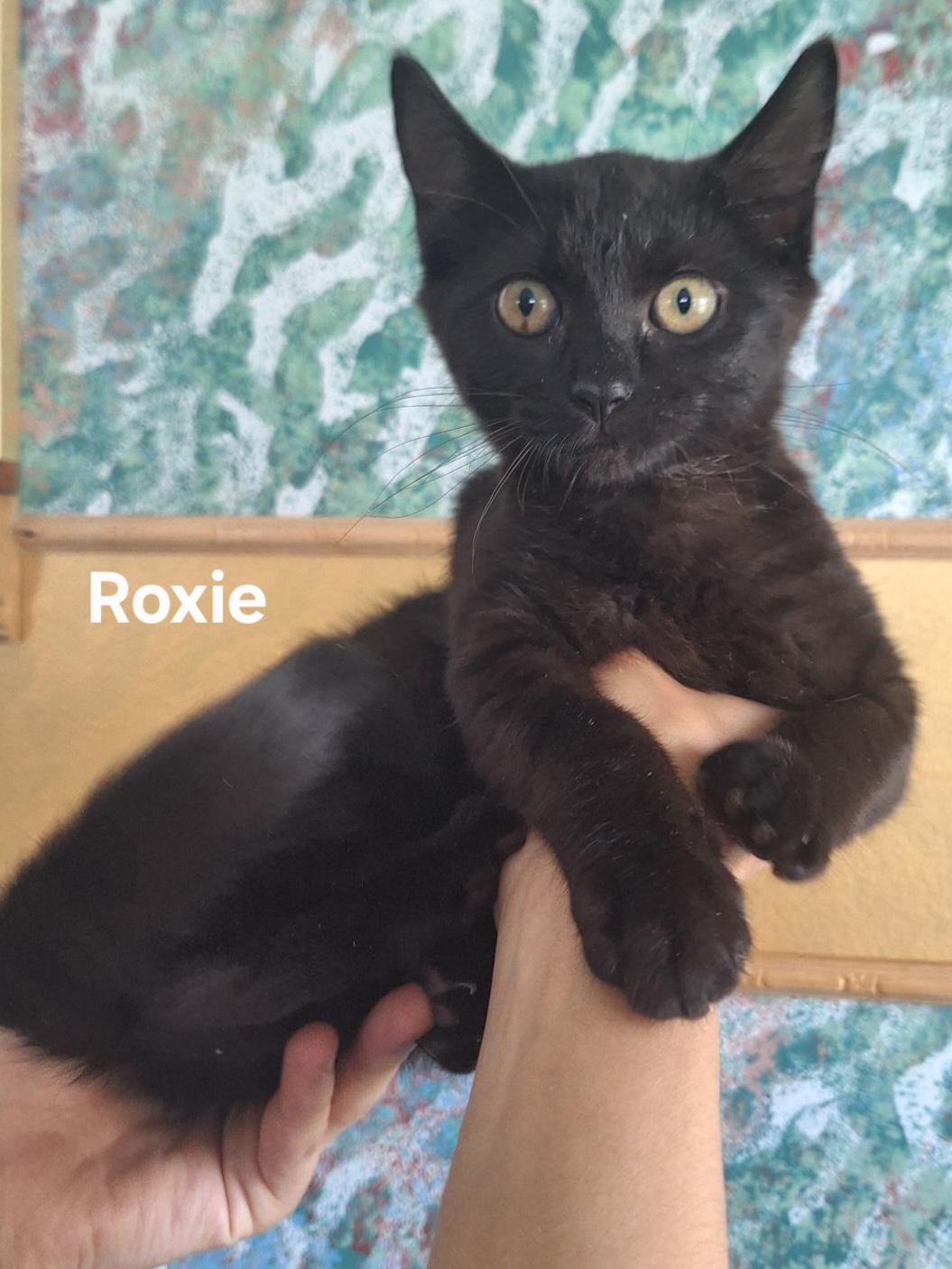 Enlarge Roxie, a ADOPTABLE Domestic Short Hair in Chicopee, MA image 2/4