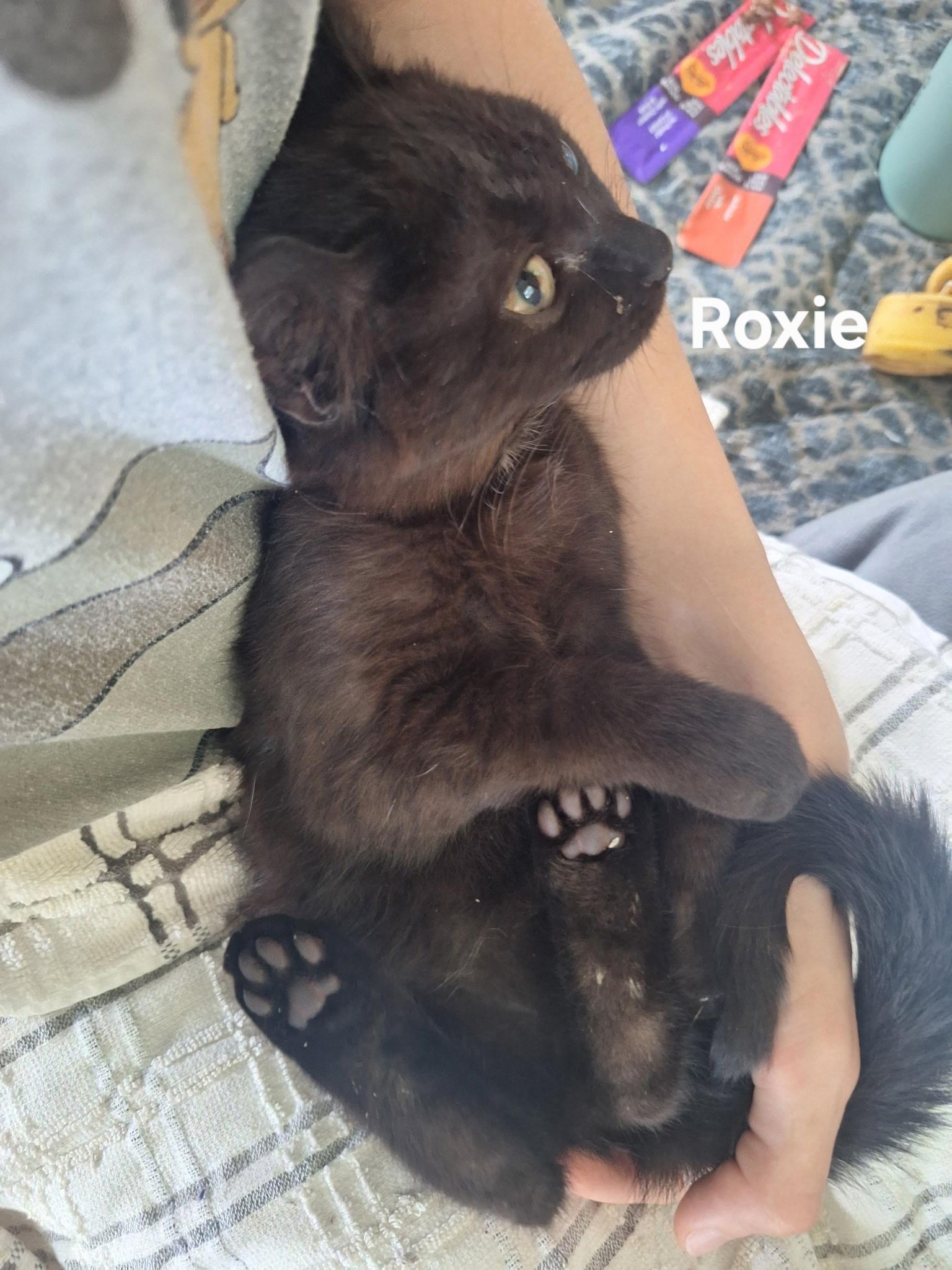 Enlarge Roxie, a ADOPTABLE Domestic Short Hair in Chicopee, MA image 4/4