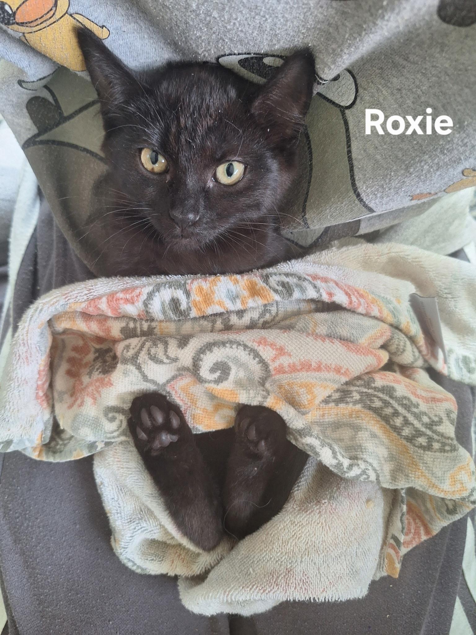 Enlarge Roxie, a ADOPTABLE Domestic Short Hair in Chicopee, MA image 3/4