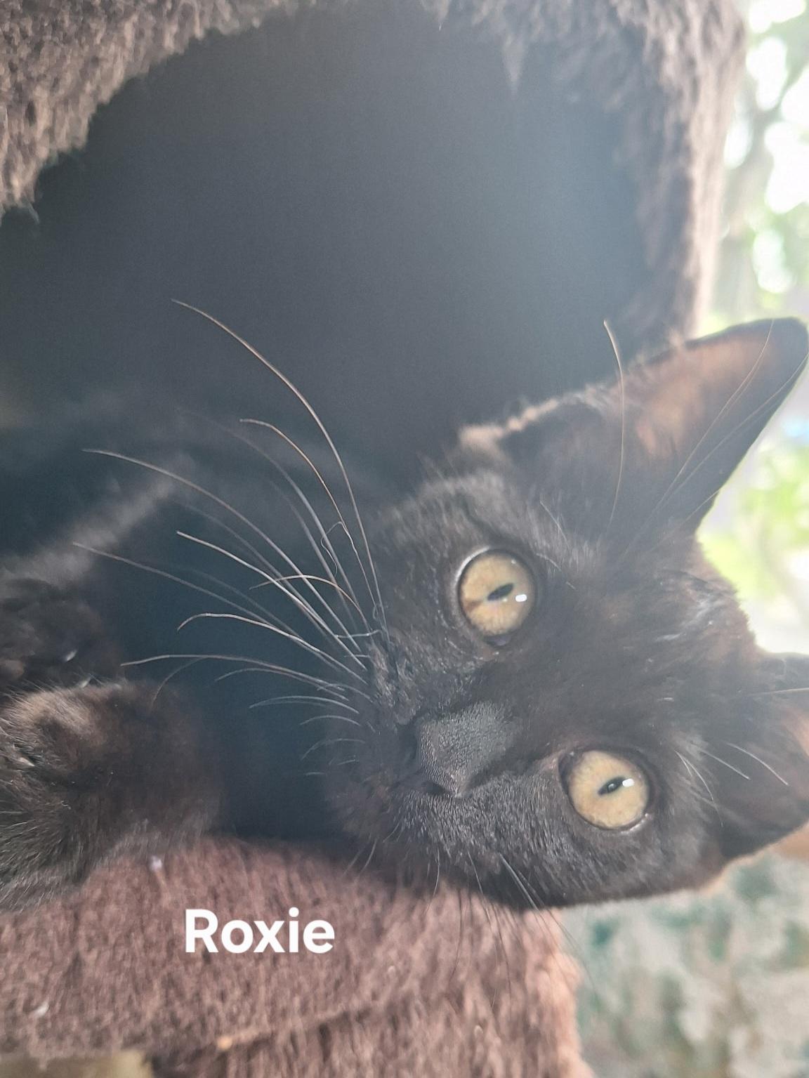 Enlarge Roxie, a ADOPTABLE Domestic Short Hair in Chicopee, MA image 1/4