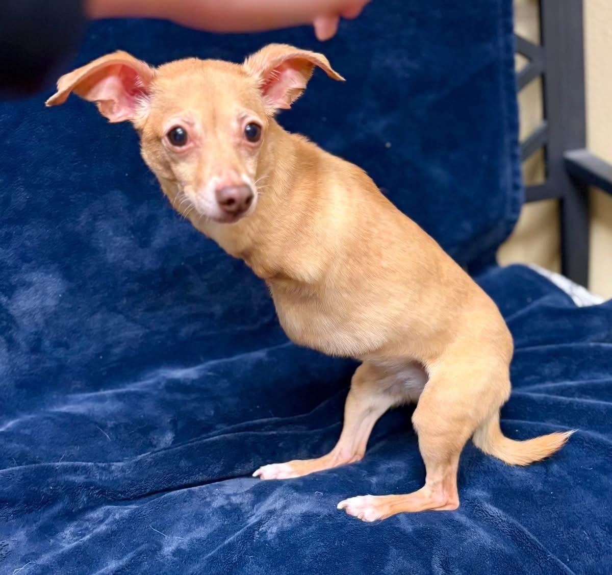 Enlarge Libby, a ADOPTABLE Chihuahua in Little Elm, TX image 1/3