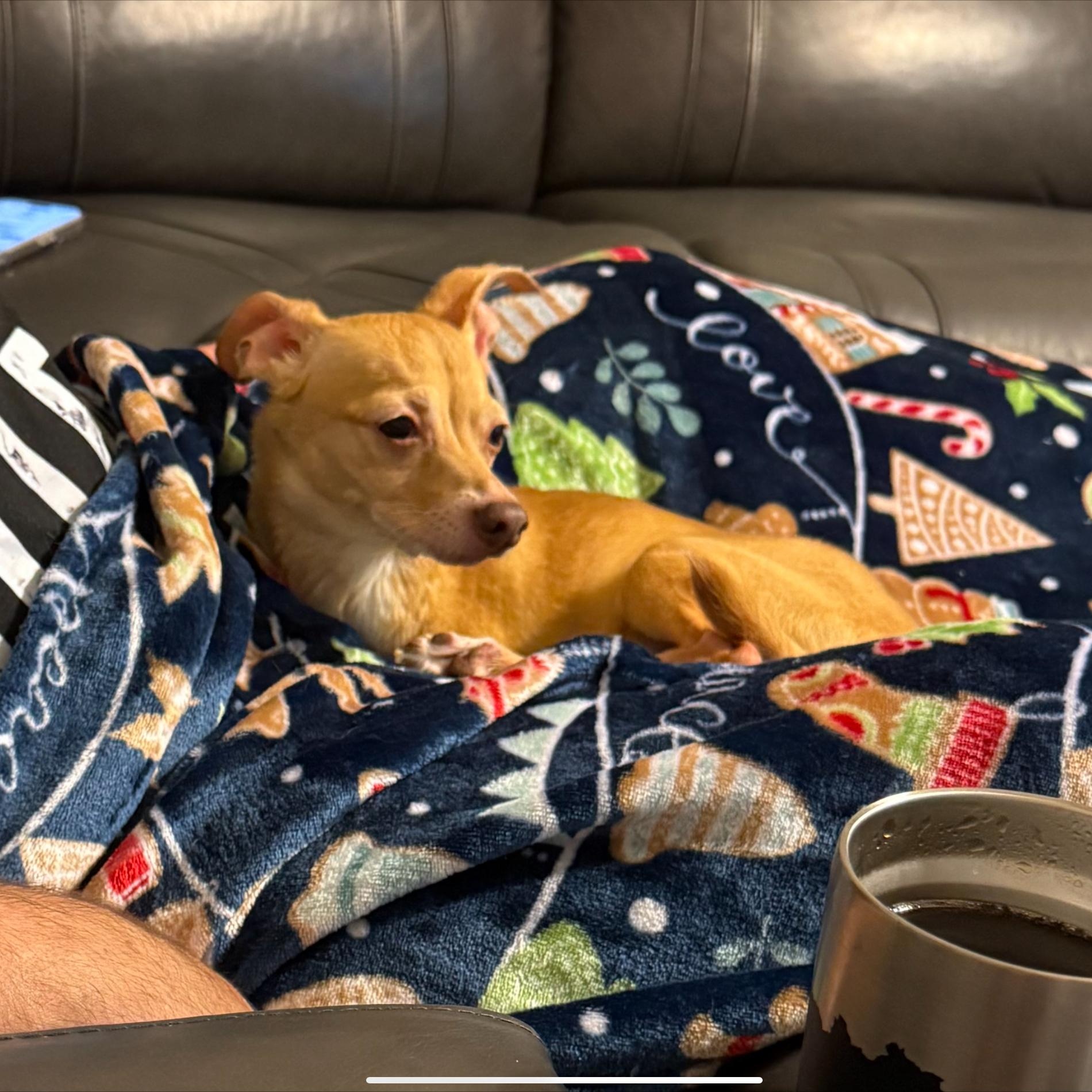 Enlarge Libby, a ADOPTABLE Chihuahua in Little Elm, TX image 3/3