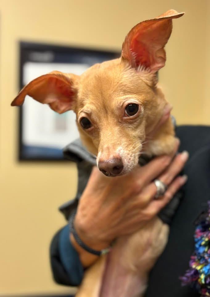 Enlarge Libby, a ADOPTABLE Chihuahua in Little Elm, TX image 2/3