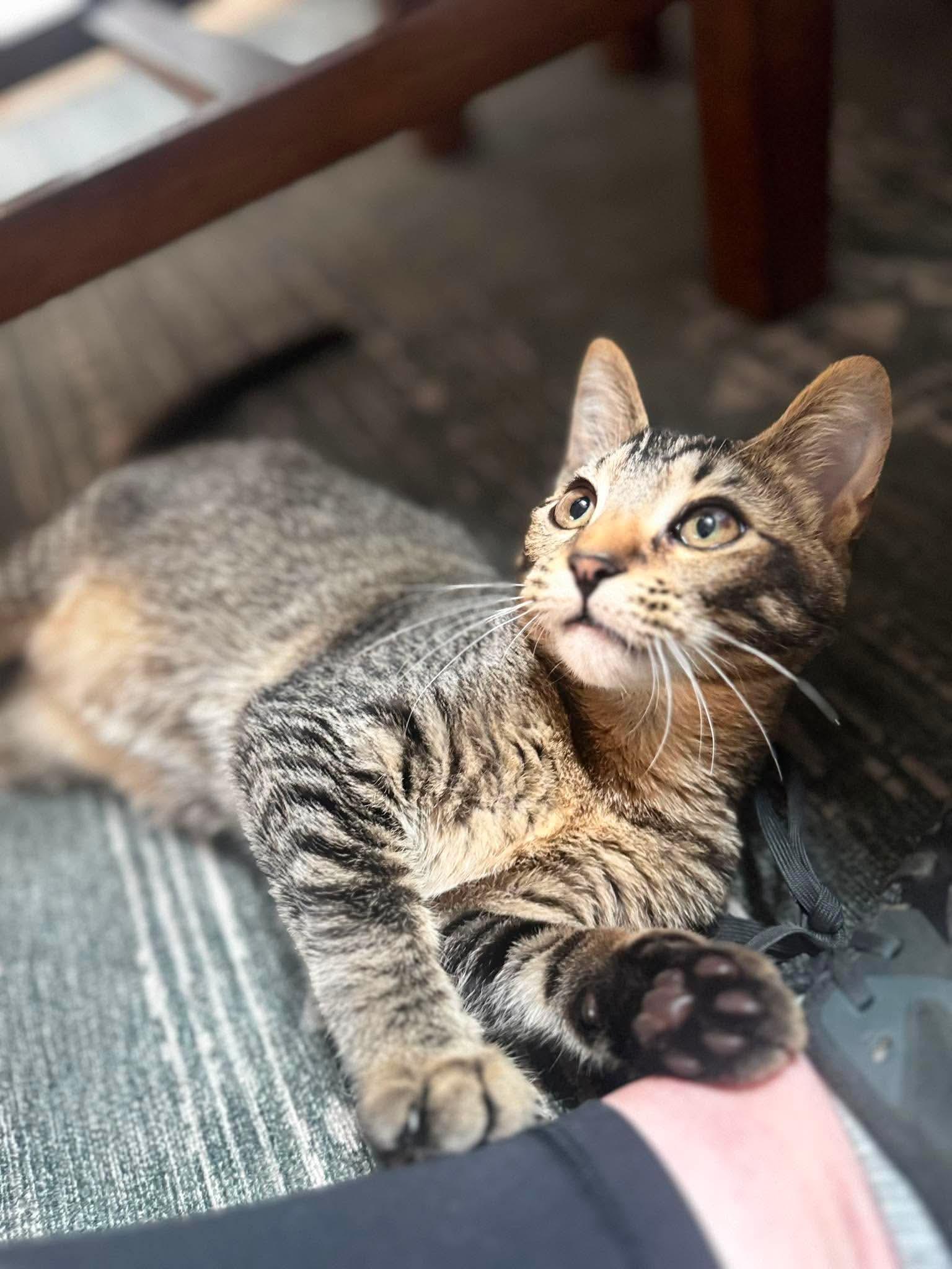 Polly, ADOPTABLE, Kitten Female Domestic Short Hair.