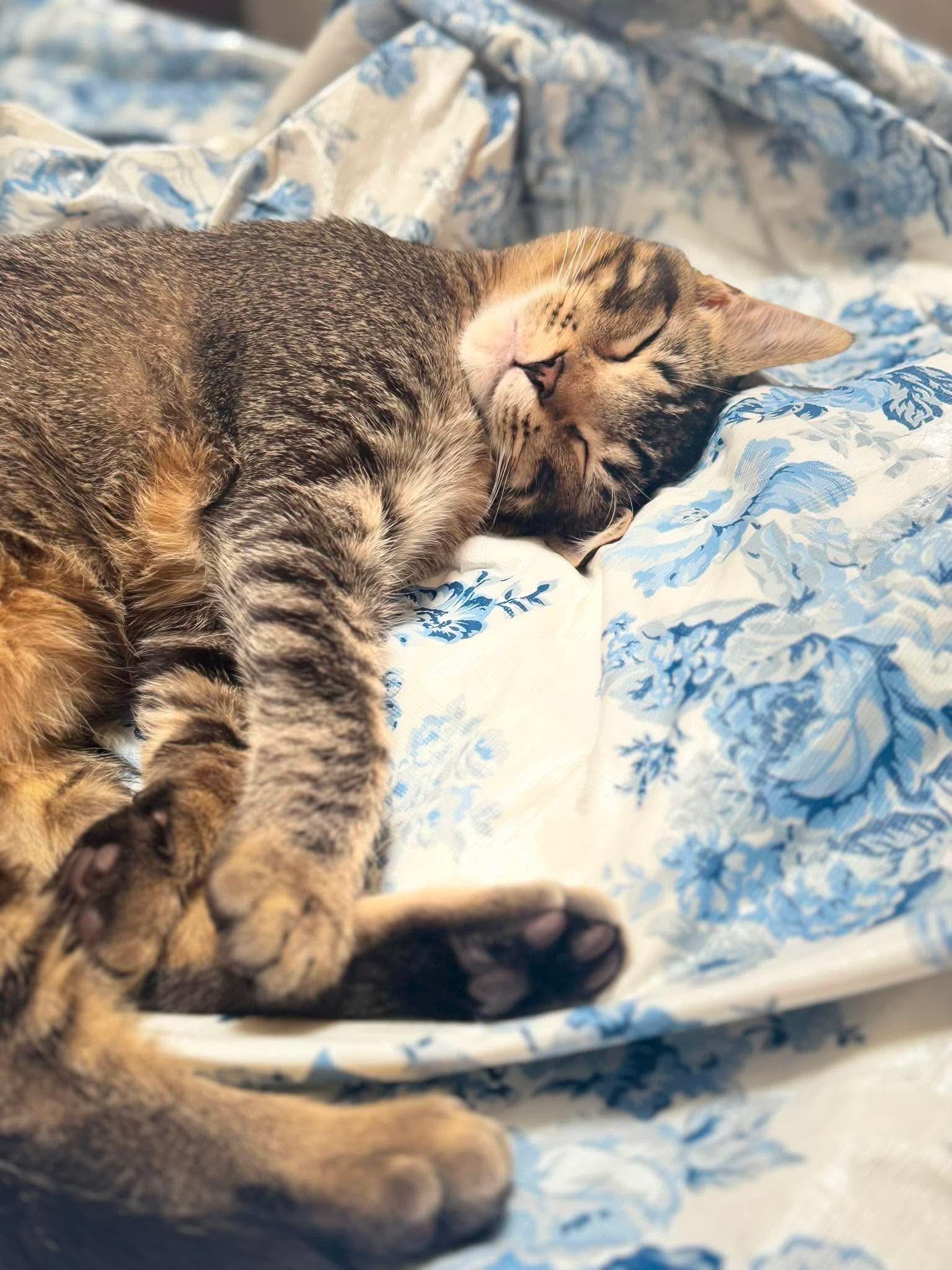 Enlarge Polly, a ADOPTABLE Domestic Short Hair in Aberdeen, NC image 3/3