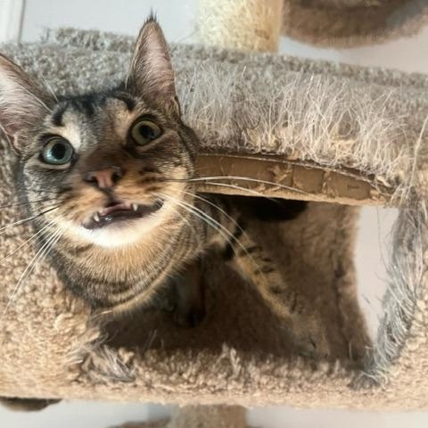 Rowan, a Adoptable Domestic Short Hair in Pitman, NJ image 3/4