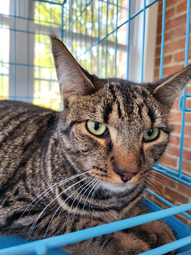 Rowan, a Adoptable Domestic Short Hair in Pitman, NJ image 2/4